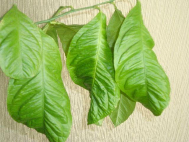 citron blade krøller