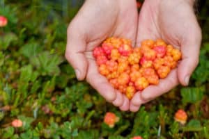 Wie man Moltebeeren aus Samen zu Hause züchtet, pflanzt und pflegt
