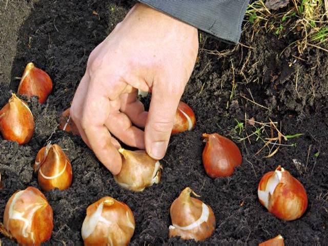 Rừng hoa tulip bách thảo