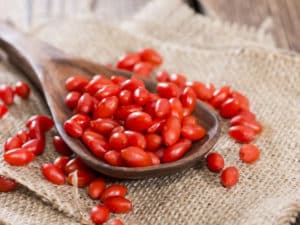 Useful properties and contraindications of barberry, medicinal use in traditional medicine