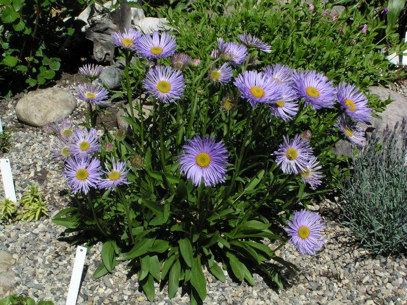 alp aster