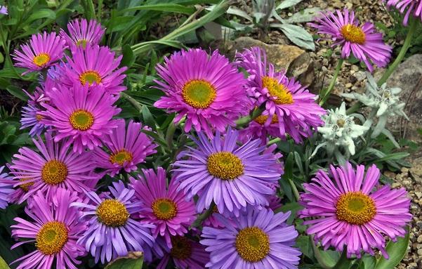 alp aster