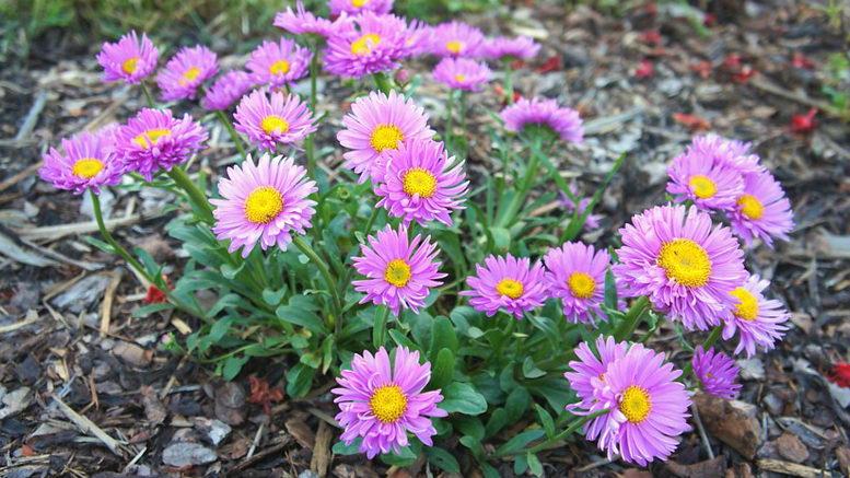 alp aster