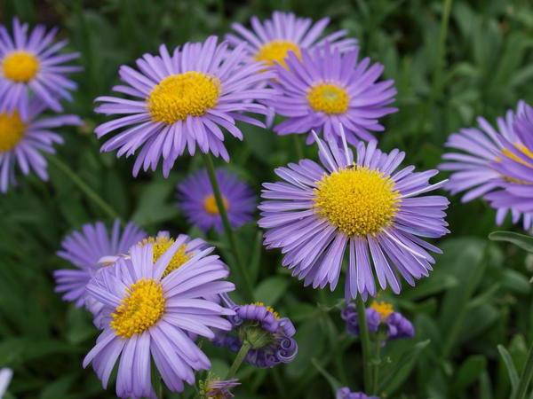 alp aster