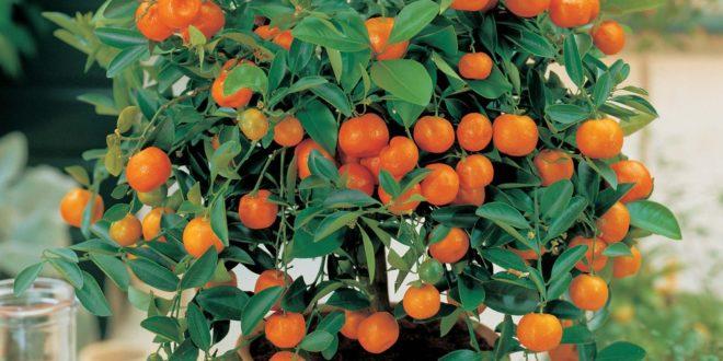 culture du mandarin