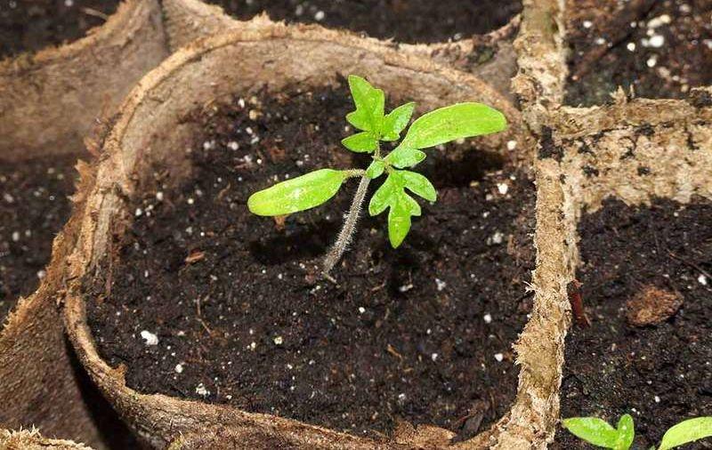 cây giống cà chua