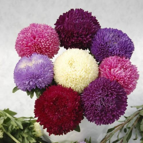 الصينية aster balun