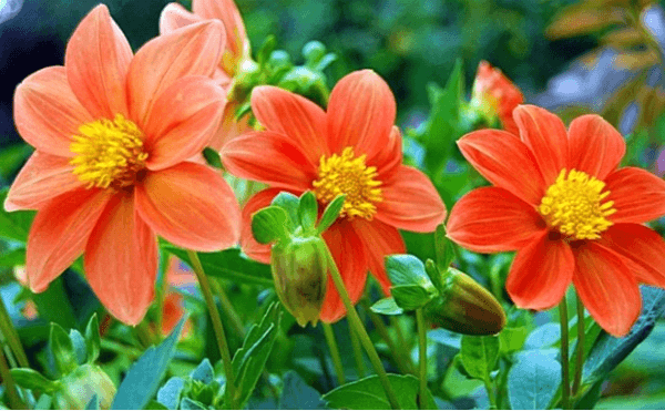 Dahlienblüten