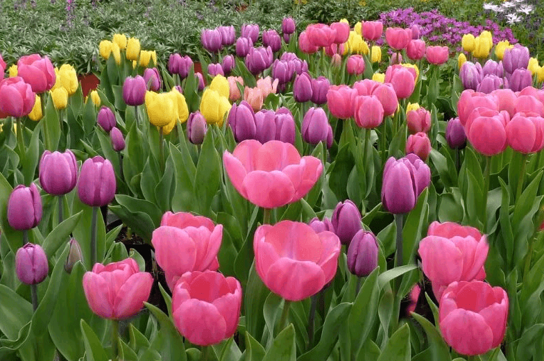 como é lindo plantar tulipas Design