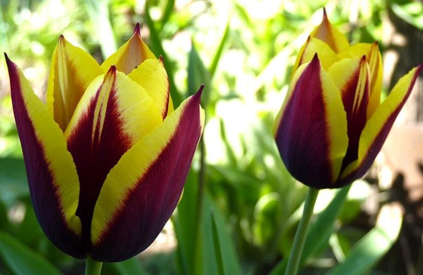 linda tulipa