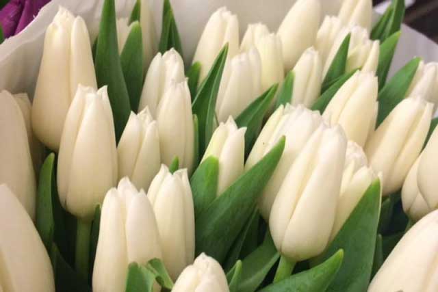 White Dream