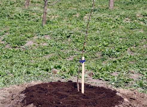 einen Apfelbaum pflanzen