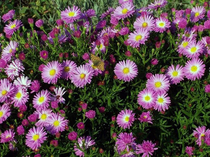buisson d'aster