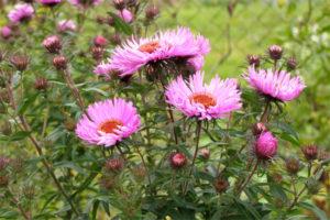 Description of New England aster varieties, planting and care features