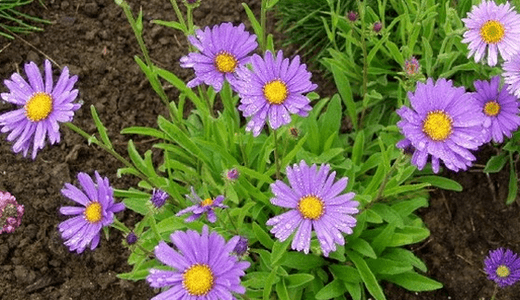 alp aster