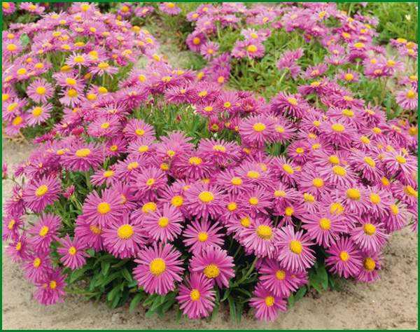 atterrissage d'aster