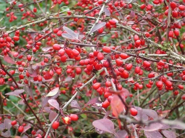 pruning barberry