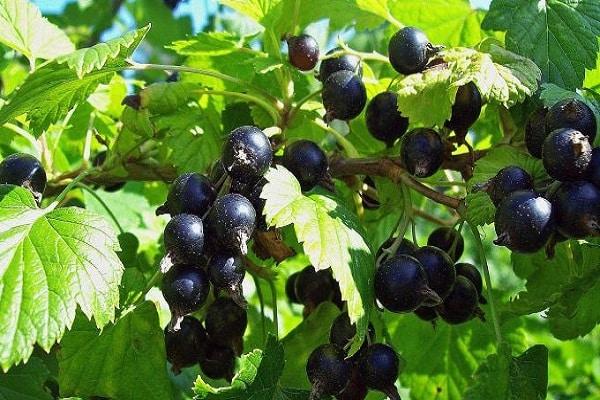 Brombeeren