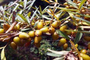 How to treat sea buckthorn from diseases and pests, treatment and control of them