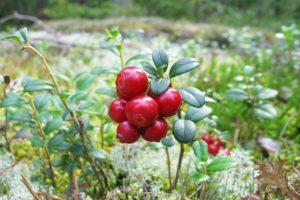 Plantación y cuidado de arándanos rojos de jardín, reproducción y cultivo en el país.