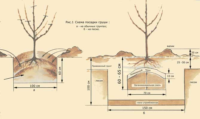 plantera päron