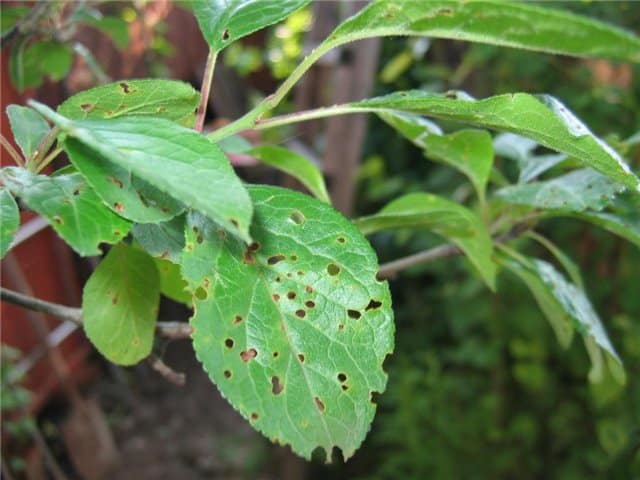 Choroba Clasterosporium (perforowana plamka) brzoskwini