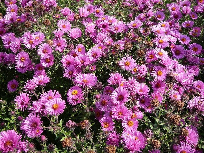 aster nouvel anglais
