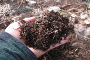 A composição e acidez do solo para plantas cítricas, como fazer você mesmo