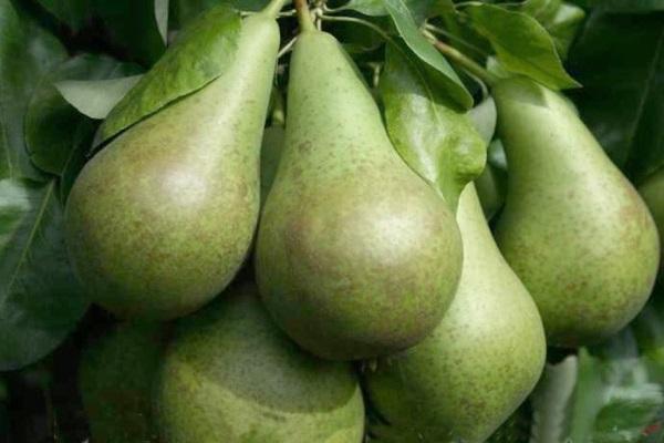 riesige Frucht