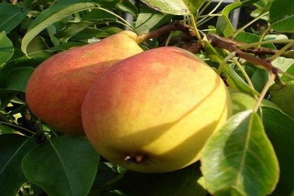 reife Früchte