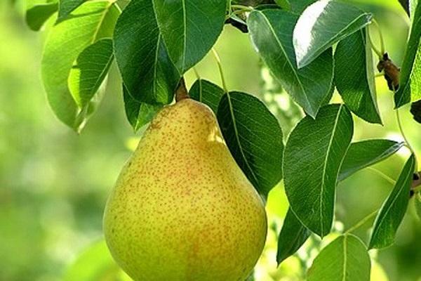 војвоткиња зрела