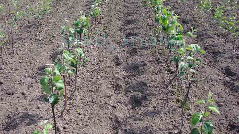 päronplantor