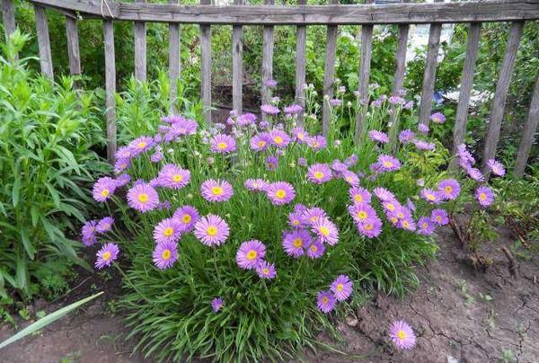 alp aster