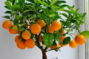 Como cultivar e cuidar de tangerinas em casa