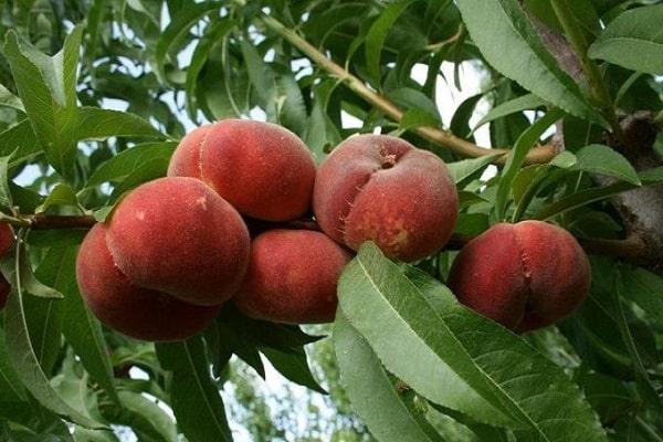 καλλιέργεια φρούτων
