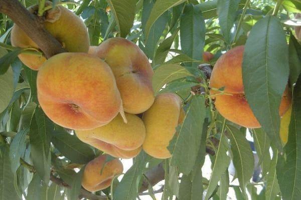 ένα είδος υβριδικού
