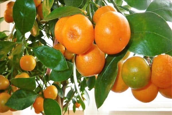 τα φύλλα μανταρινιού γίνονται κίτρινα