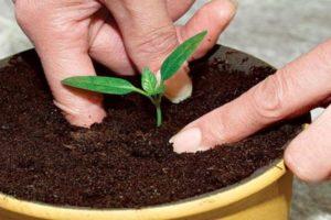 Com es pot cultivar una pruna de pedra a casa?