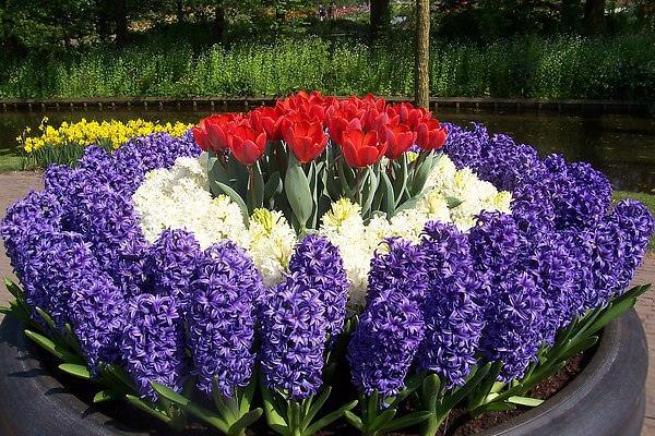 como é lindo plantar tulipas Design