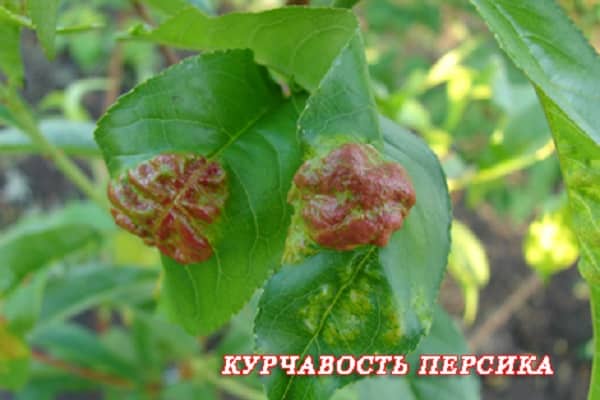 infekcja drzew