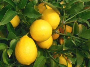 Description of Meyer's lemon and features of home care