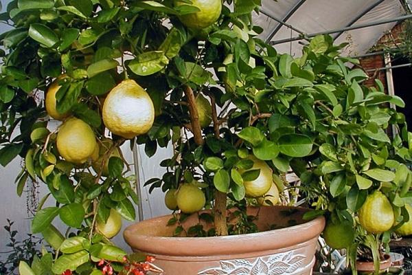 citronpanderoza