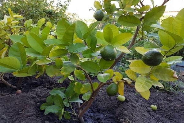 citrus-