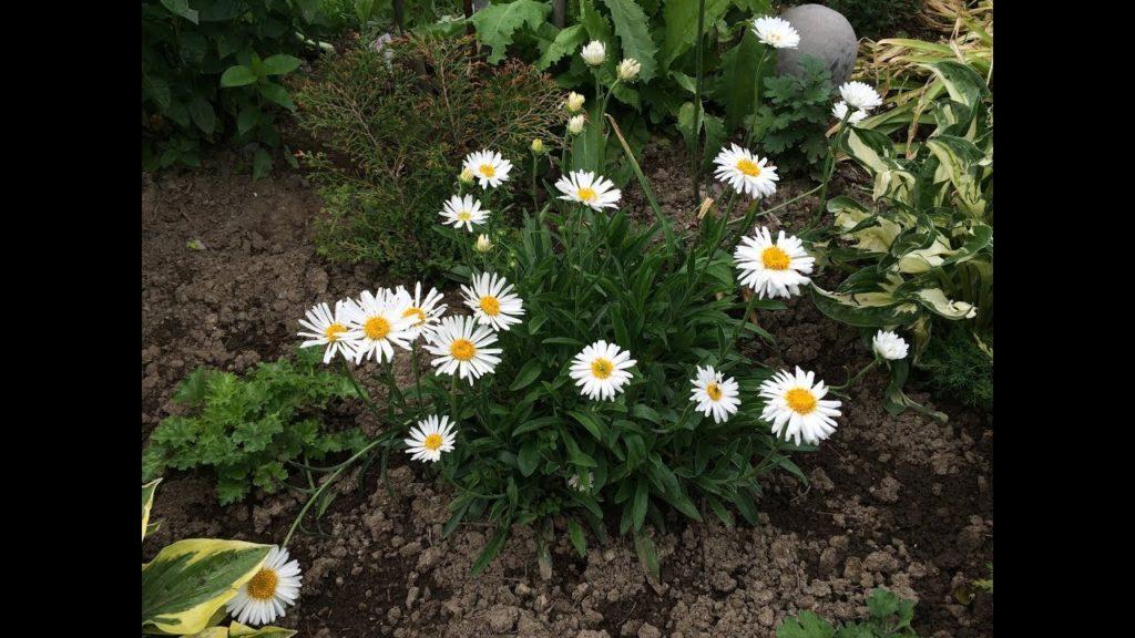 alp aster
