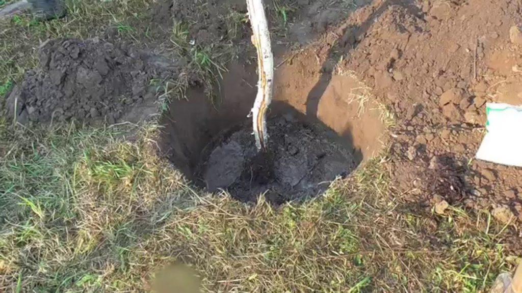 planting pear