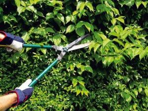 Cómo podar correctamente los arbustos de agracejo en verano, primavera y otoño