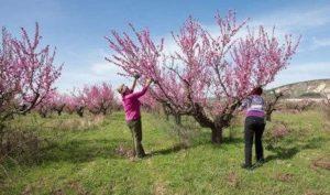 Wann und wie man Pfirsiche beschneidet, um einen Baum zu bilden