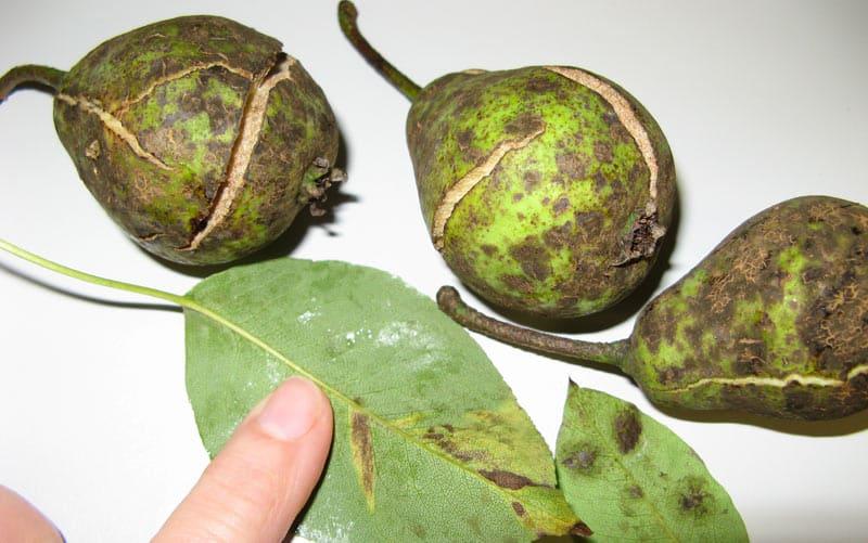 costra de pera