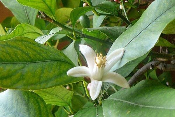 flor branca