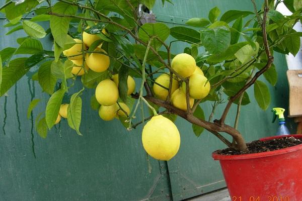 pote vermelho